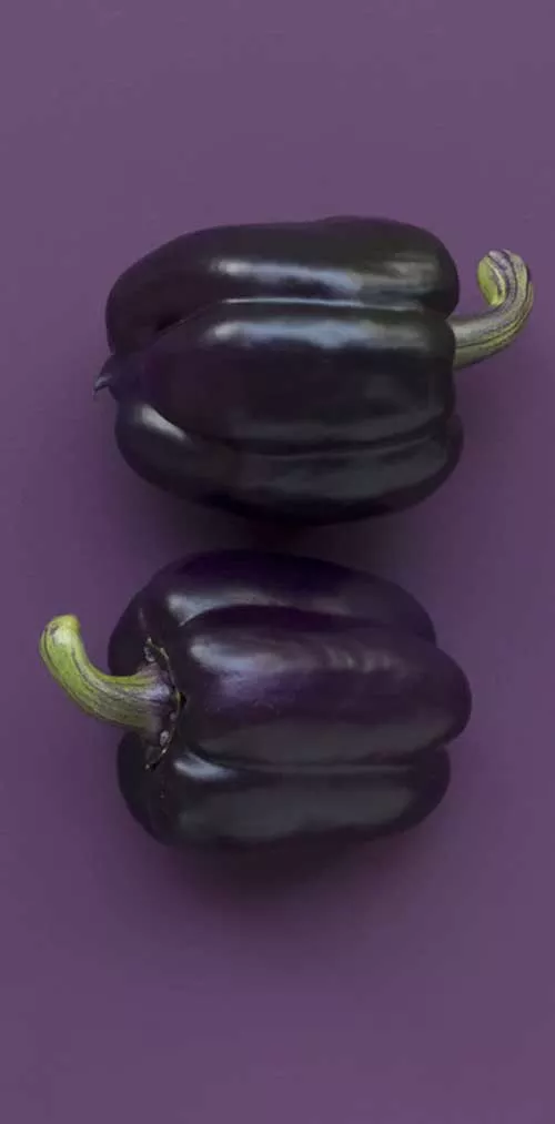 Pimentão